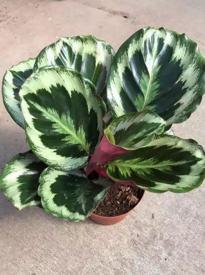 Calathea Marion