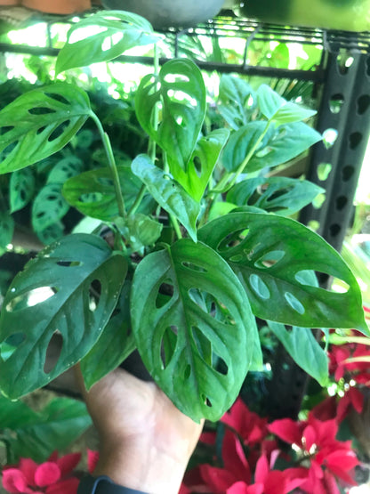 Monstera Adansonii