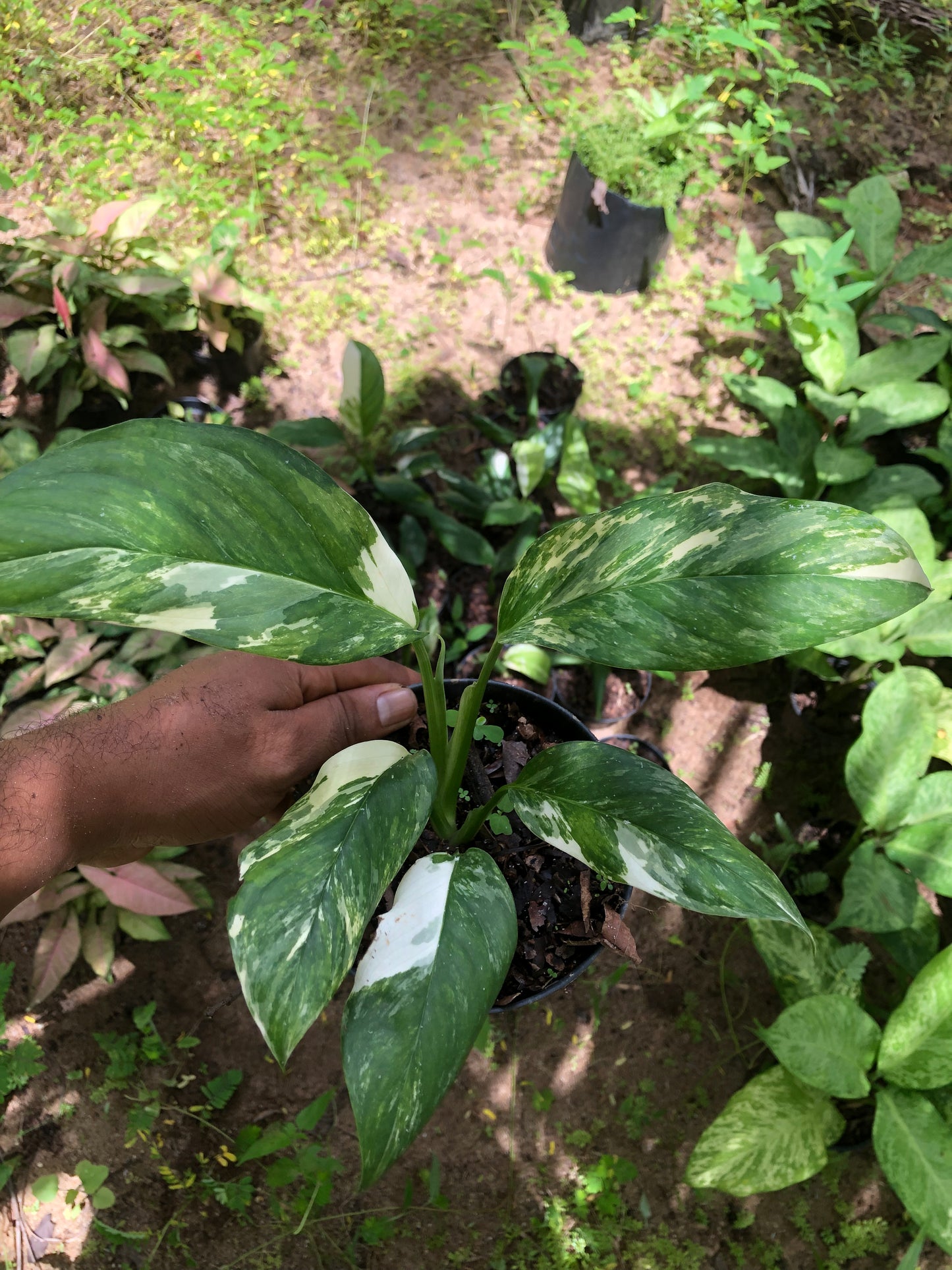 Monstera Lechleriana