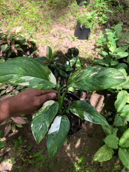 Monstera Lechleriana