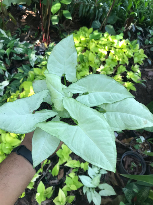 Syngonium Moonshine