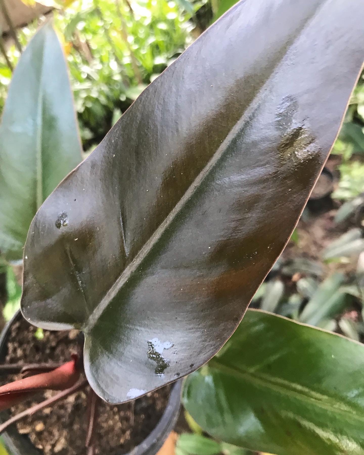 black majesty philodendron Philodendron Black Majesty - Planta Tropical Hojas Oscuras