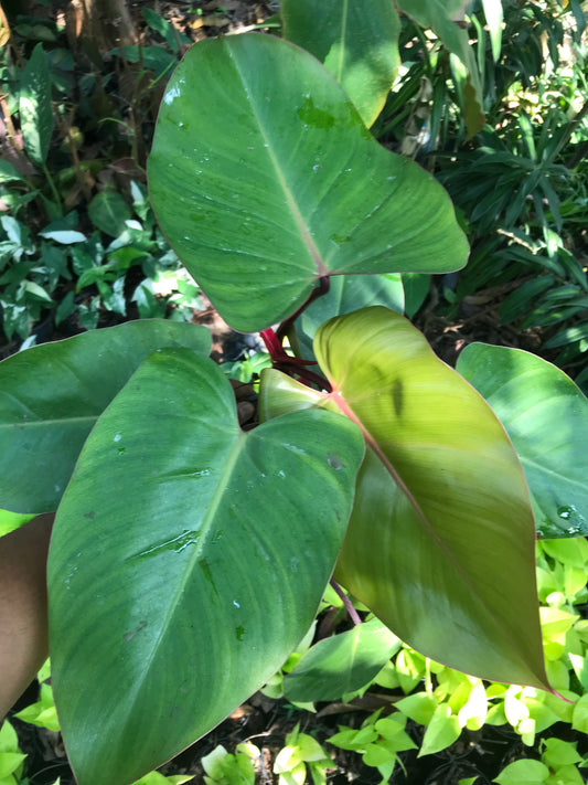 Philodendron Erubescens Red