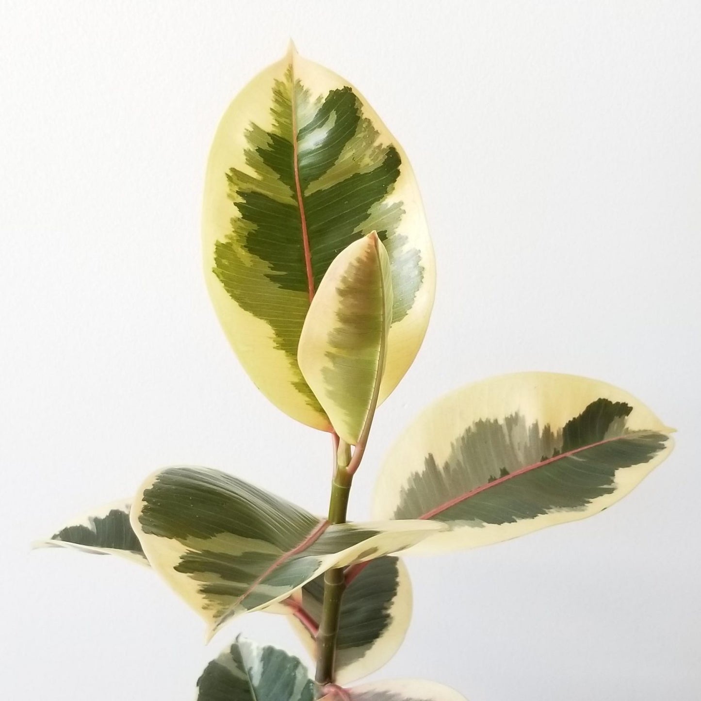 Ficus Tineke