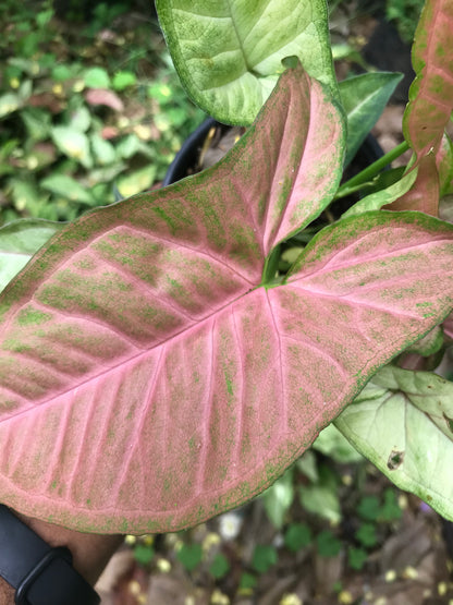Syngonium Pink