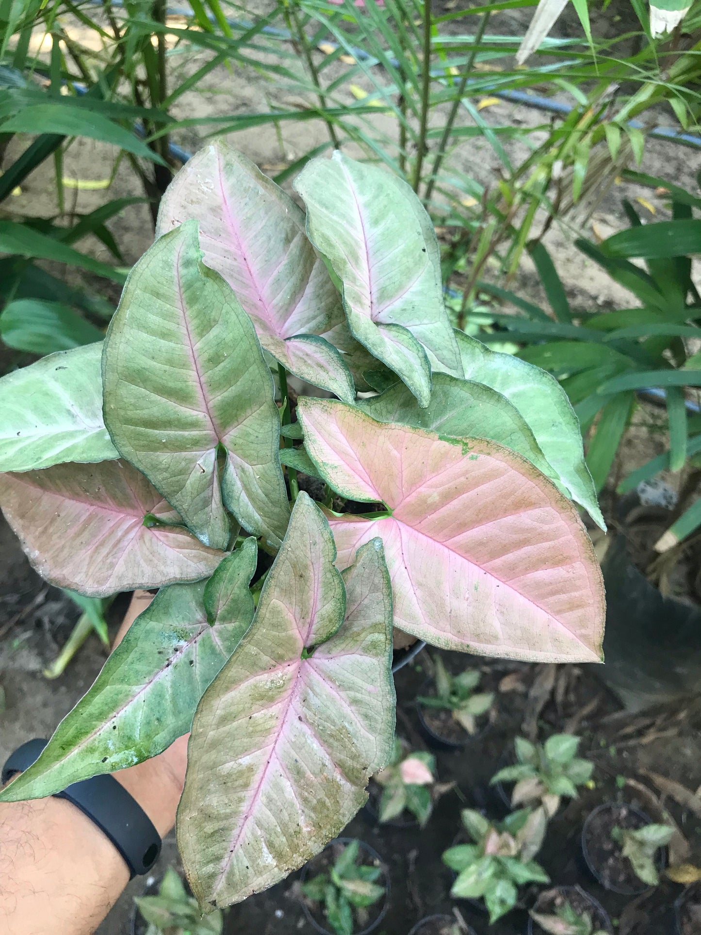 Syngonium Pink