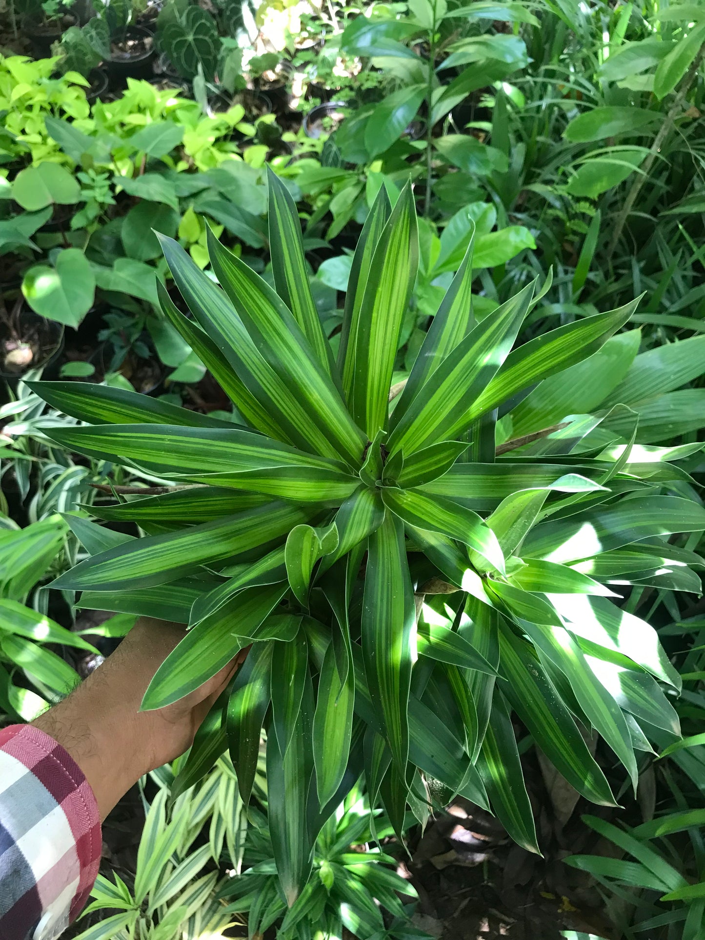 Dracena Reflexa / Canción de Jamaica