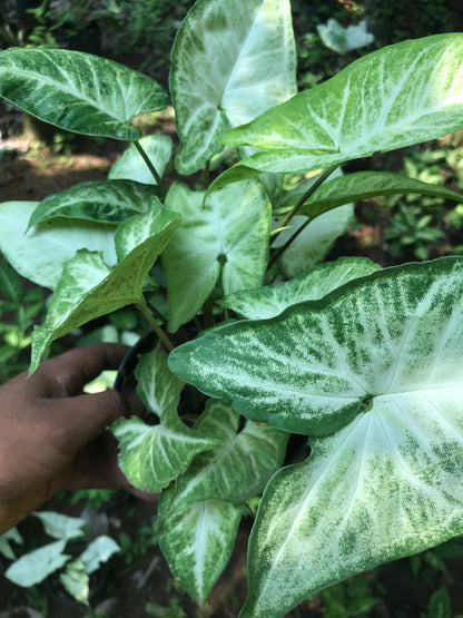 Syngonium White Butterfly