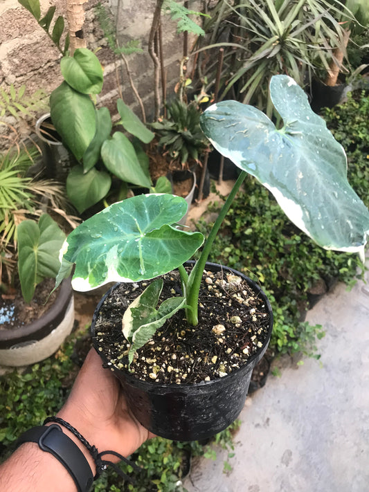 Alocasia Mariposa
