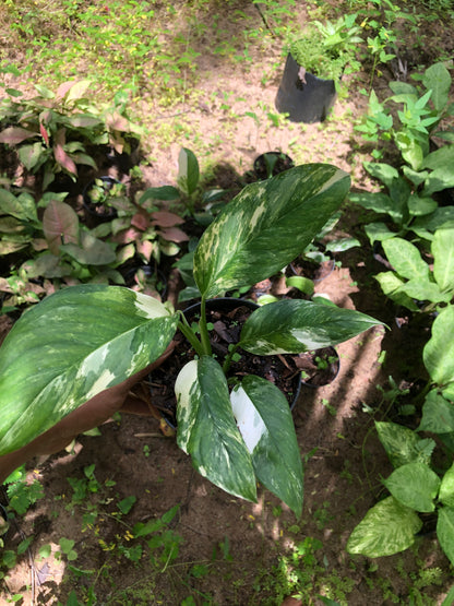 Monstera Lechleriana