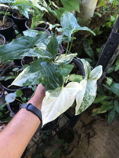Syngonium Albo Variegado
