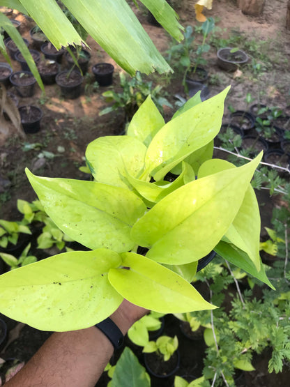 Pothus Neón