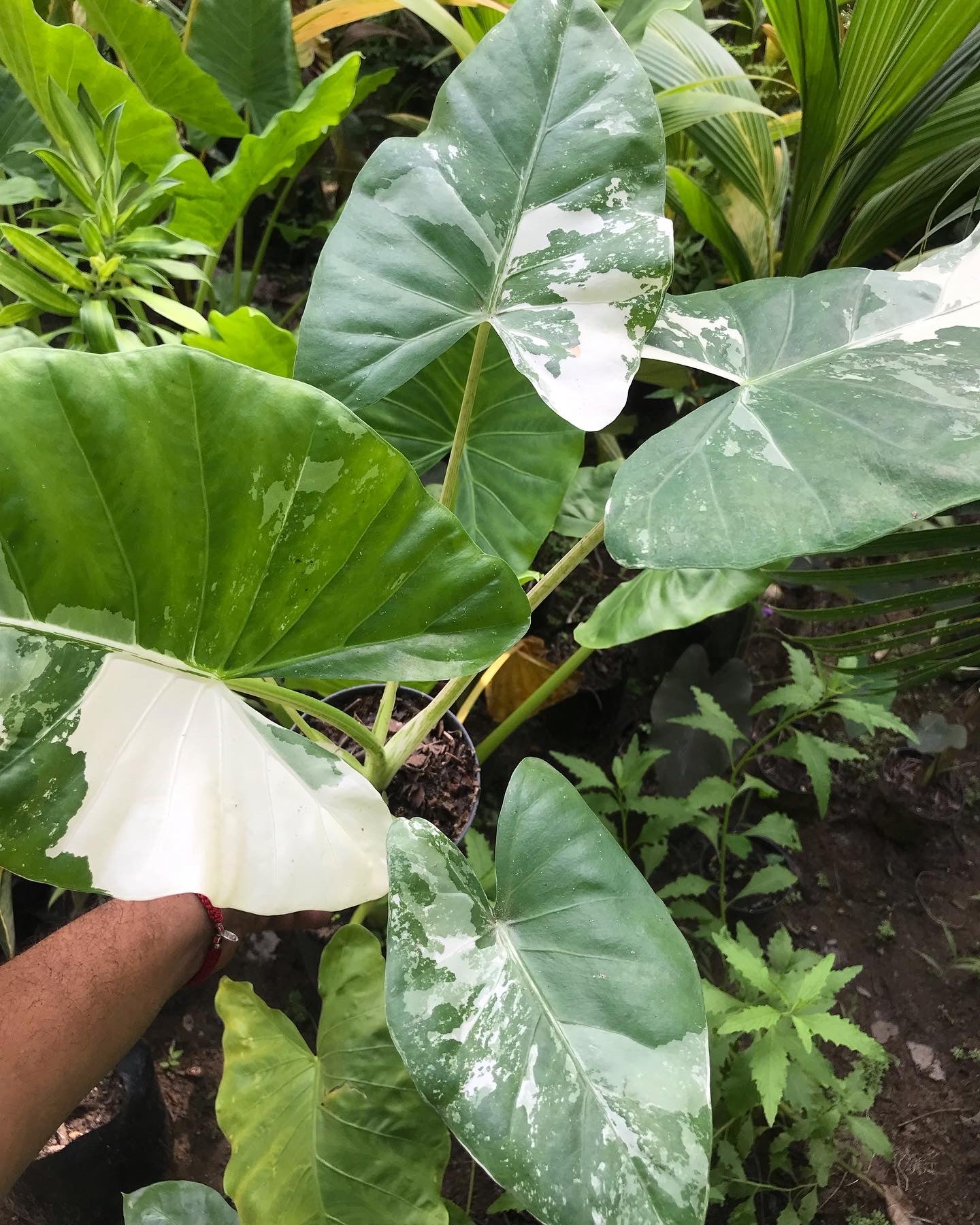 Alocasia Macrorrhiza Variegada