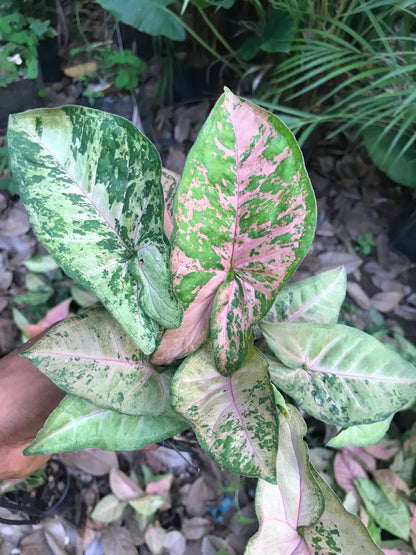 Syngonium Pink Flecked