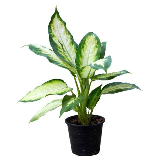 Dieffenbachia Mariana