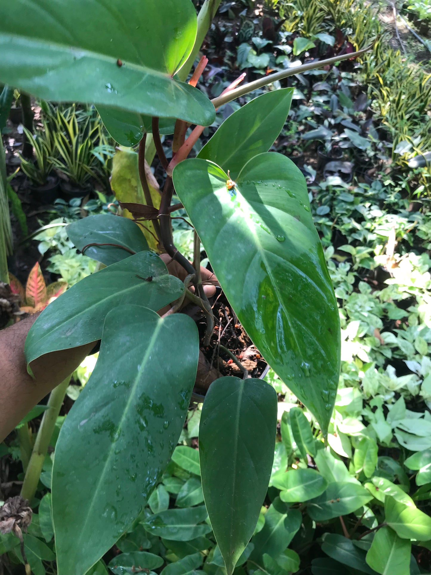 Philodendron Red Emerald