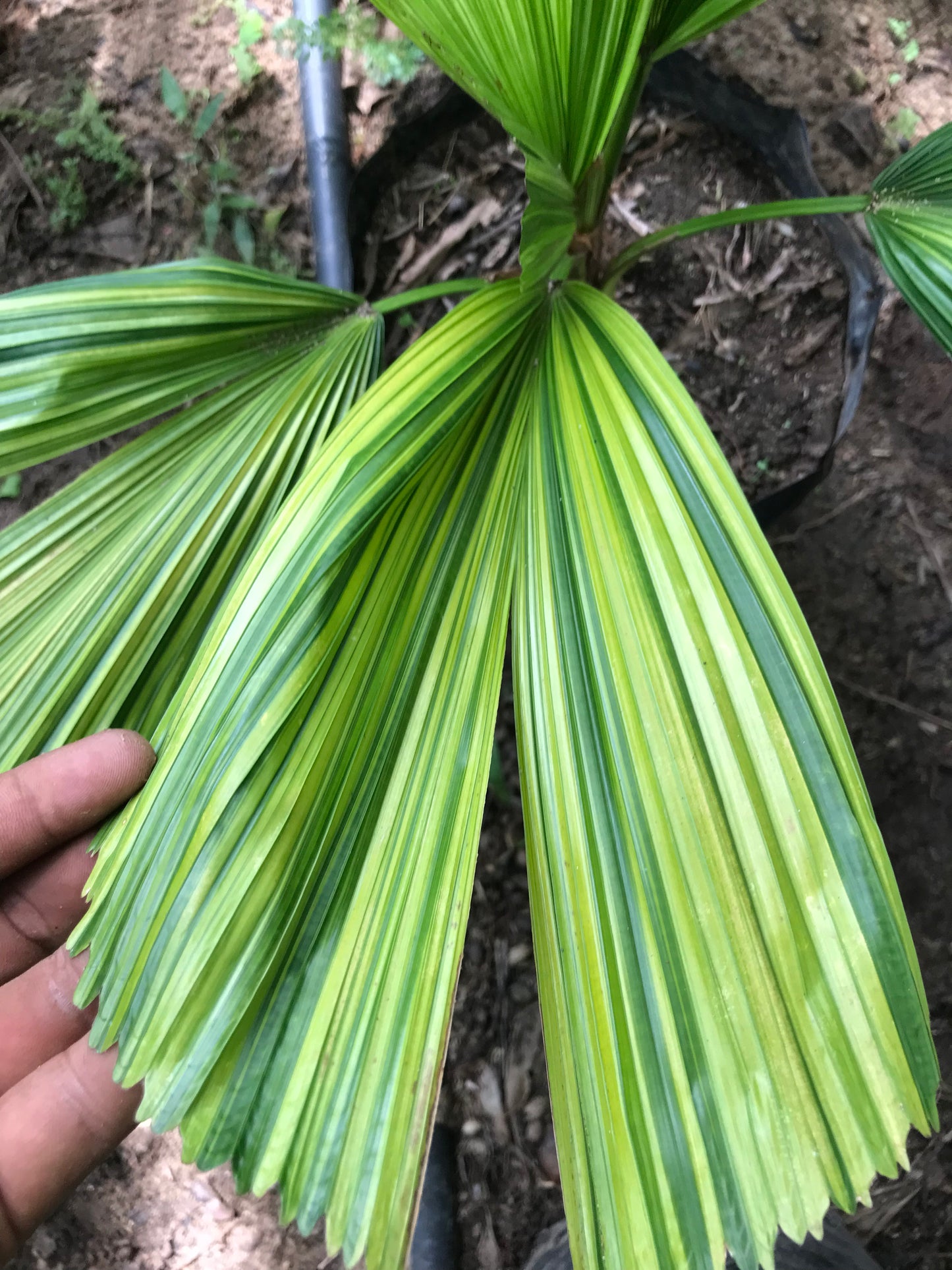 Palma Licuala Variegada
