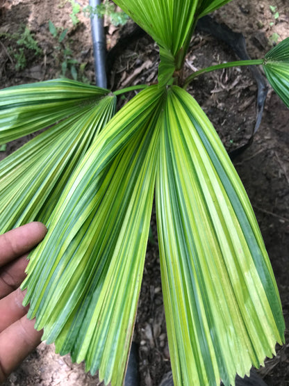 Palma Licuala Variegada