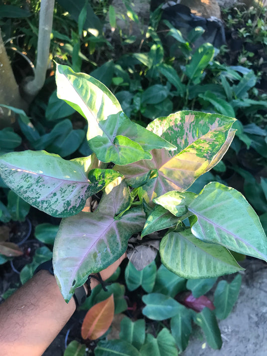 Syngonium Pink Flecked