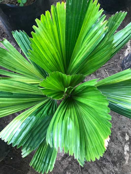 Palma Licuala Variegada