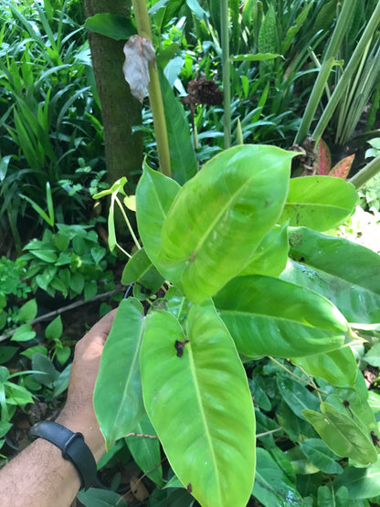 Philodendron Burle Marx