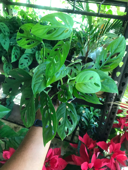 Monstera Adansonii