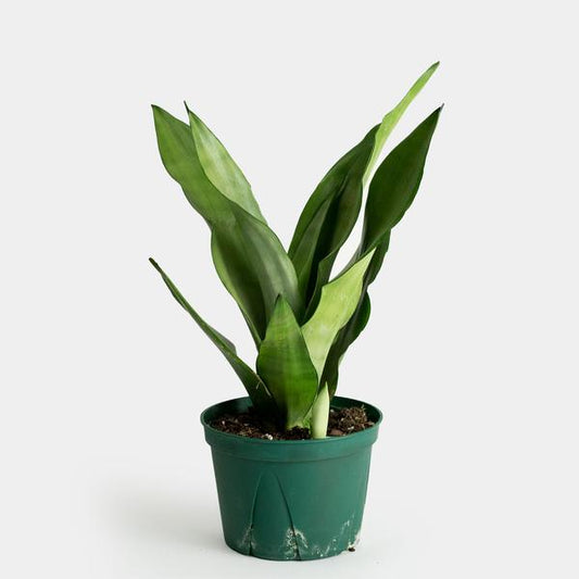Sansevieria Moonshine