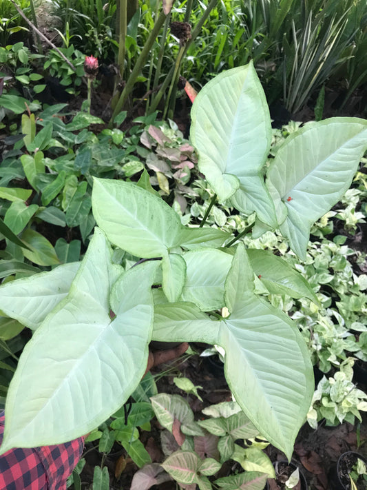 Syngonium white
