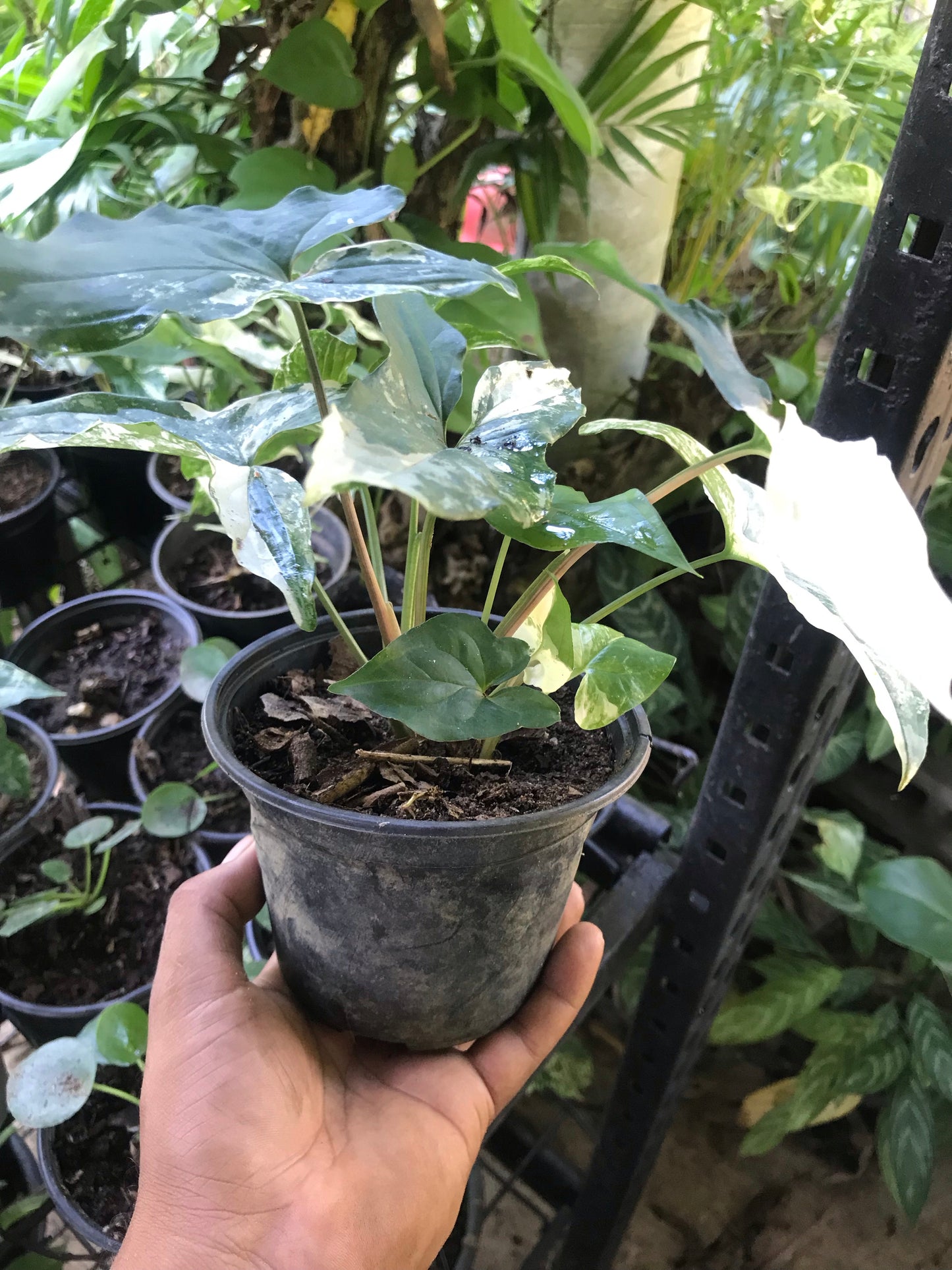 Syngonium Albo Variegado