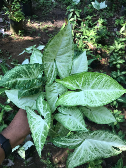 Syngonium White Butterfly