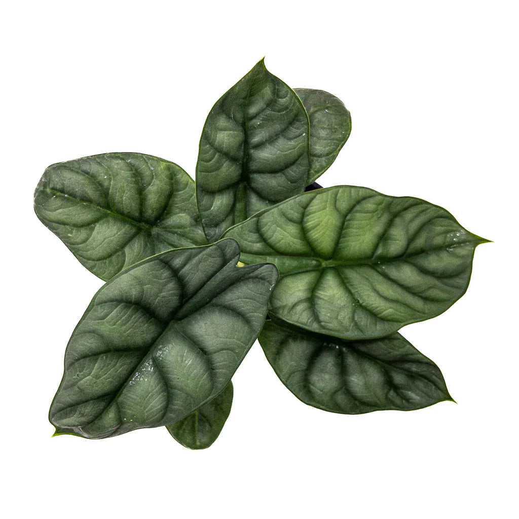Alocasia Silver Dragon