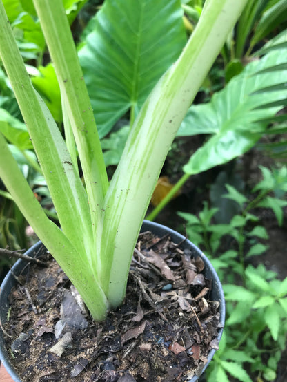Alocasia Macrorrhiza Variegada