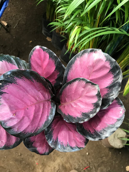 Calathea Crimson