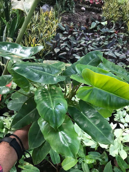 Philodendron Burle Marx
