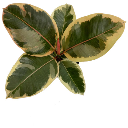 Ficus Tineke