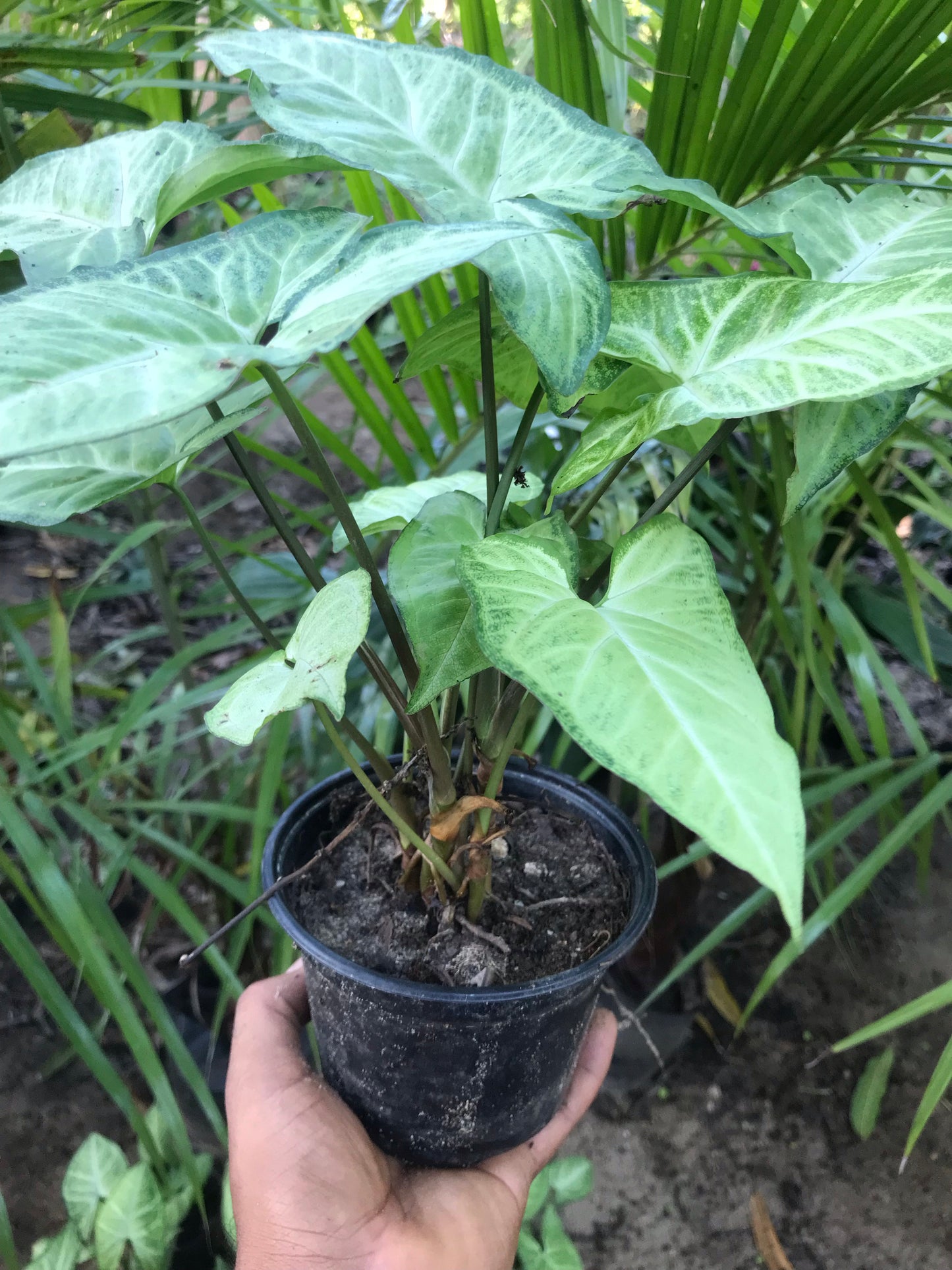 Syngonium White Butterfly