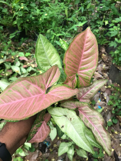 Syngonium Pink