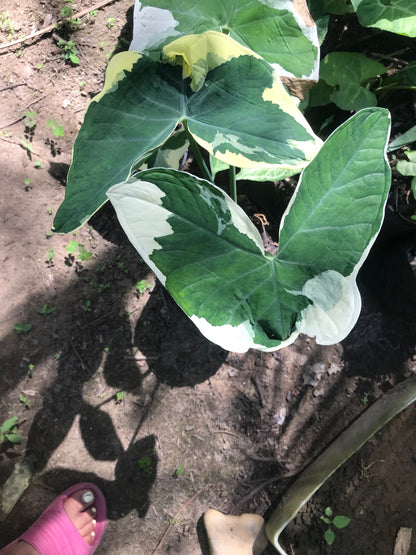 Alocasia Mariposa