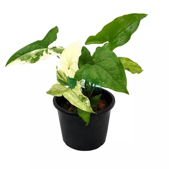 Syngonium Albo Variegado