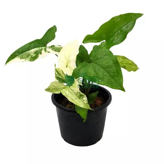 Syngonium Albo Variegado