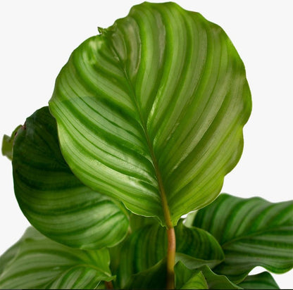 Calathea Orbifolia