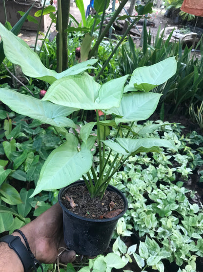 Syngonium white