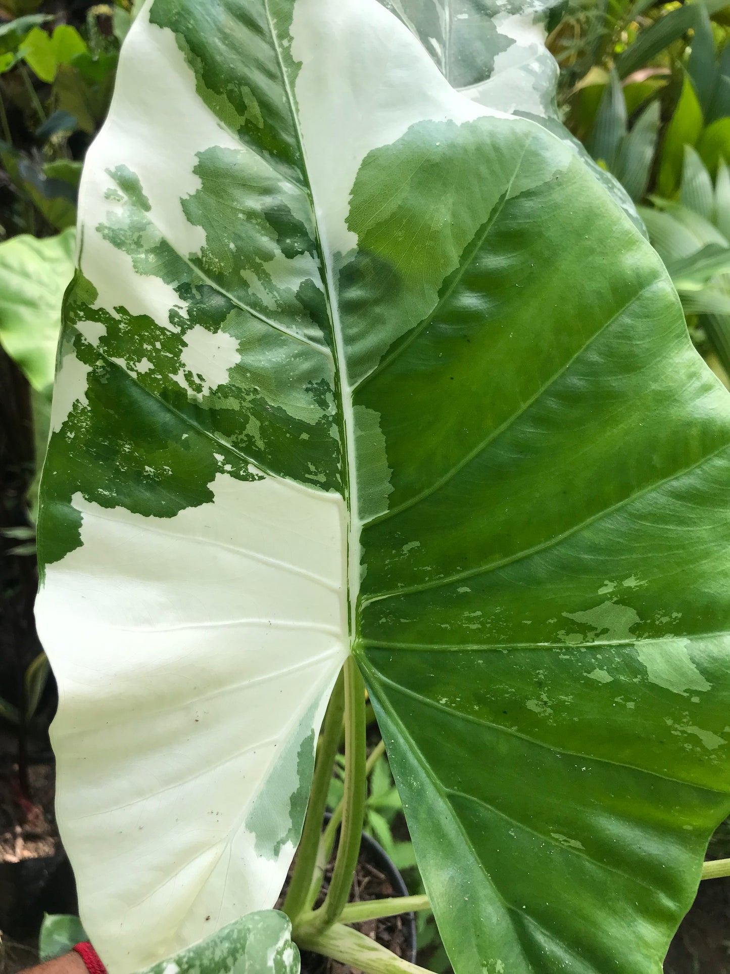 Alocasia Macrorrhiza Variegada