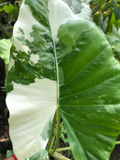 Alocasia Macrorrhiza Variegada