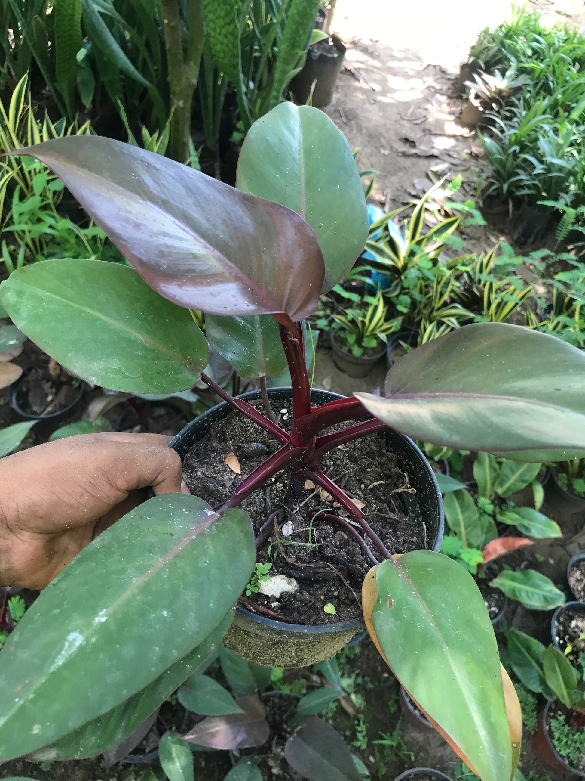 philodendron royal queen Philodendron Royal Queen – Viveros Girasol