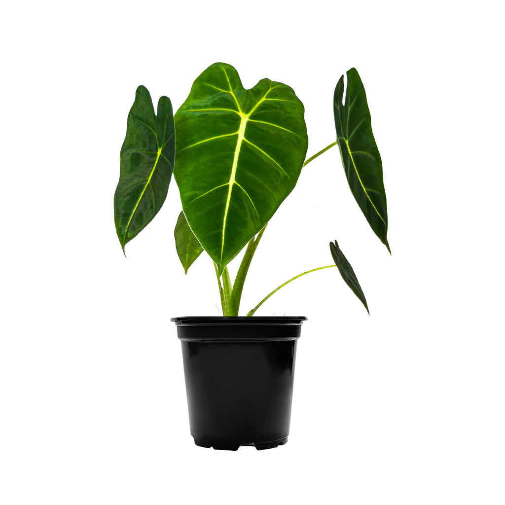 Alocasia Frydek