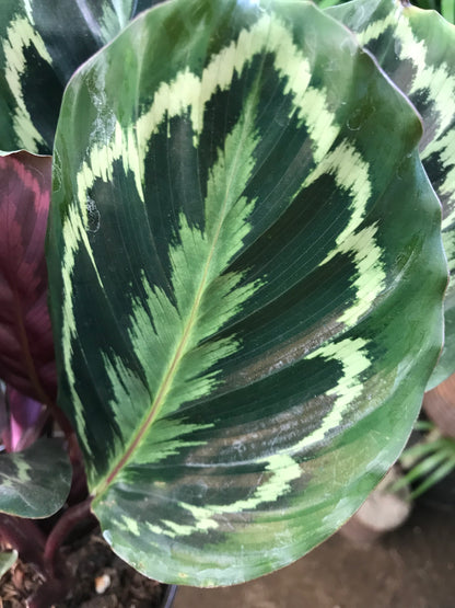 Calathea Medallion