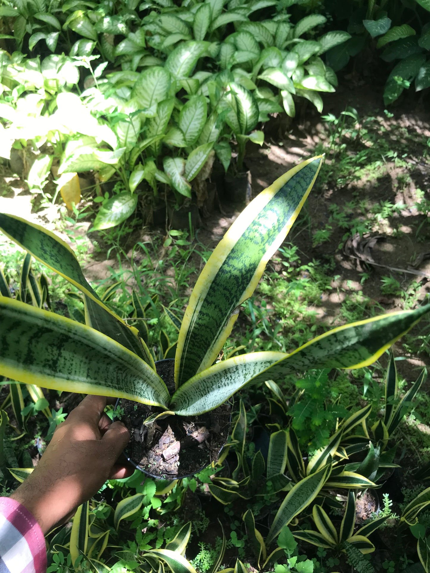 Sansevieria laurentii