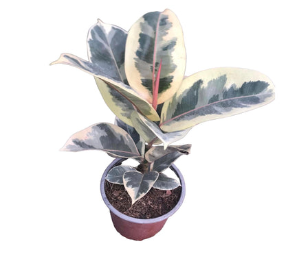Ficus Tineke