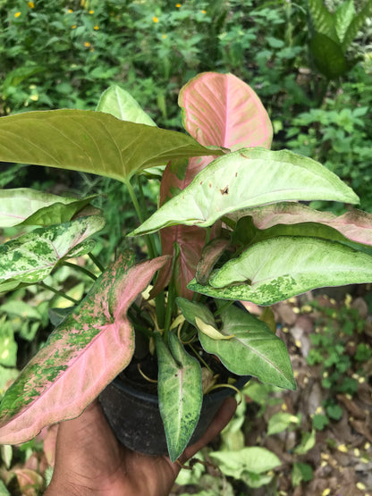 Syngonium Pink
